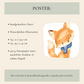 Kleiner Fuchs Poster