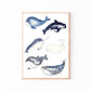 Poster Wale A4 & A3: Sechs handgemalte Wale wie Beispiel. Orca, Narwal und Pottwal, ideal als beruhigende Kinderzimmerdeko, gedruckt auf hochwertigem, mattem 300g Naturpapier. Gerahmt.